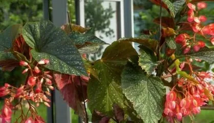 Hawthorn Flower Home Care Guide (Growing at Home, Easily Enjoy Beauty)