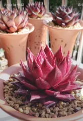 Key Points for Caring for Succulent Robin (Robin