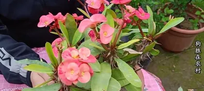 Begonia Home Care Guide (Home Cultivation Methods, Easily Enjoy Beauty) 2