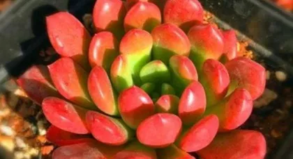 Succulent Plant Winter Care Guide (Maintain Temperature and Humidity for Safe Wintering) 2