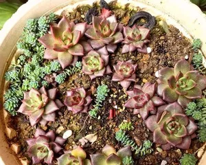 Key Points for Caring for Succulent Robin (Robin