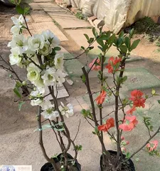 Begonia Home Care Guide (Home Cultivation Methods, Easily Enjoy Beauty) 3