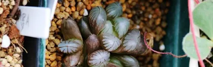 Succulent Plant Winter Care Guide (Maintain Temperature and Humidity for Safe Wintering) 3