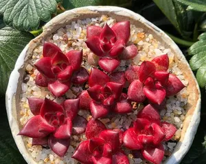 Key Points for Caring for Succulent Robin (Robin