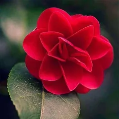 The meaning of camellia flowers and the significance of different colors (one flower, one emotion, one implication)