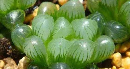 Care Tips for Succulents (From Selection to Maintenance, Create a Unique Succulent Garden)