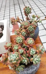 Detailed Guide to Cultivating and Caring for Succulent Rauhii (Simple and Easy, Let You Also Easily Keep Rauhii Alive!) 1