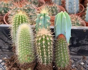 Succulent Plant Cultivation Techniques (From Selection to Maintenance, Creating a Unique Succulent Garden) 2