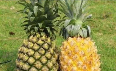 Succulent Plant Cultivation Techniques (From Selection to Maintenance, Creating a Unique Succulent Garden) 3