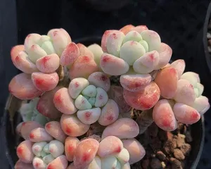 Detailed Guide to Cultivating and Caring for Succulent Rauhii (Simple and Easy, Let You Also Easily Keep Rauhii Alive!) 2