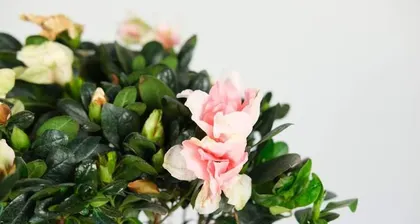When is the blooming period of azaleas? (Detailed analysis of azalea flowering time and care techniques) 1
