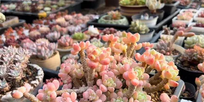 Detailed Guide to Cultivating and Caring for Succulent Rauhii (Simple and Easy, Let You Also Easily Keep Rauhii Alive!) 3