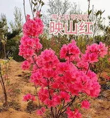 When is the blooming period of azaleas? (Detailed analysis of azalea flowering time and care techniques) 2