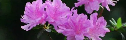 When is the blooming period of azaleas? (Detailed analysis of azalea flowering time and care techniques) 3