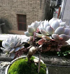 How to care for Echeveria Blue Stone Lotus beautifully? (To create a beautiful Echeveria Blue Stone Lotus, you can't miss these care tips!) 1