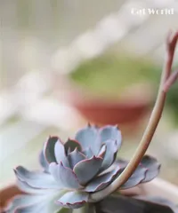How to care for Echeveria Blue Stone Lotus beautifully? (To create a beautiful Echeveria Blue Stone Lotus, you can't miss these care tips!) 2