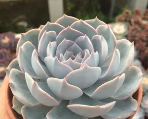 How to care for Echeveria Blue Stone Lotus beautifully? (To create a beautiful Echeveria Blue Stone Lotus, you can't miss these care tips!) 3