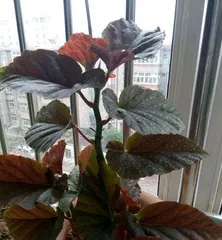 Is the Chinese rose suitable for indoor cultivation (toxicity analysis and indoor cultivation tips)