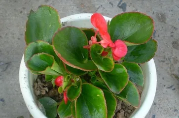 Is crabapple flower suitable for indoor cultivation? (Toxicity analysis and indoor care techniques) 2