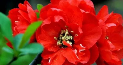 Is crabapple flower suitable for indoor cultivation? (Toxicity analysis and indoor care techniques) 3