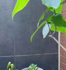 Succulent Planting Guide (Comprehensive Analysis from Material Selection to Maintenance) 2