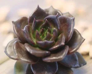Succulent Planting Guide (Comprehensive Analysis from Material Selection to Maintenance) 3