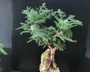 Araucaria Care and Management (From Breeding to Pruning, Letting Araucaria Grow Healthily) 2