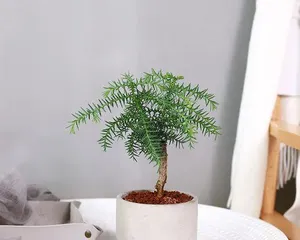 Araucaria Care and Management (From Breeding to Pruning, Letting Araucaria Grow Healthily) 3