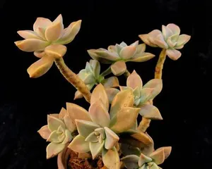 Creating succulent old trunks to enhance the charm of your plants (How to transform succulents into old trunks through pruning and care?)