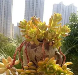 Creating Succulent Old Trunks: Making Your Plants More Charming (How to Transform Succulents into Old Trunks through Pruning and Care?) 3