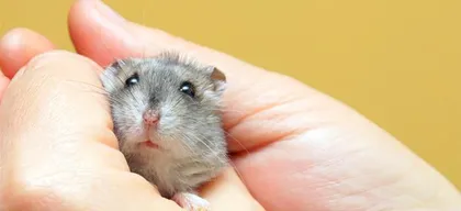 Can hamsters eat pomegranates? - Understanding hamsters' dietary habits