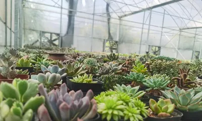 多肉植物的地栽技巧（从选地到养护，全面解析多肉的地栽方法）1