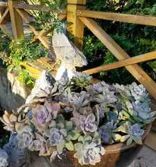 多肉植物的地栽技巧（从选地到养护，全面解析多肉的地栽方法）2