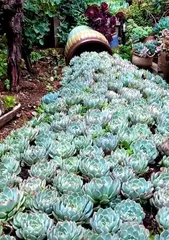 多肉植物的地栽技巧（从选地到养护，全面解析多肉的地栽方法）3