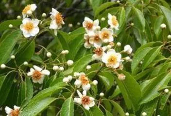 Non-flowering Trees (Exploring Tree Species and Their Characteristics) 2