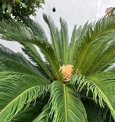 Non-flowering Trees (Exploring Tree Species and Their Characteristics) 3