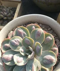 The Ultimate Guide to Growing Haworthia (Creating Perfect Haworthia Conditions, Starting with Care)