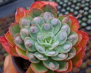 Succulent Raindrop Growth Guide (Creating Perfect Succulent Raindrop State, Starting from Care) 2