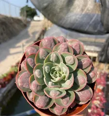 Succulent Raindrop Growth Guide (Creating Perfect Succulent Raindrop State, Starting from Care) 3