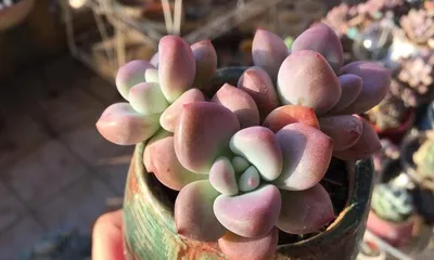 Opalina Potted Plant Care Guide (Choose the right pot to help Opalina thrive)