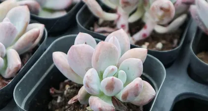 Opulina Potted Plant Care Guide (Choosing the Right Pot, Letting Opulina Thrive) 2