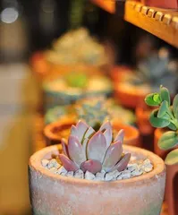 Opulina Potted Plant Care Guide (Choosing the Right Pot, Letting Opulina Thrive) 3