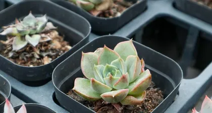 Are succulents toxic? Can they be grown indoors? (Exploring the toxic components of succulents and their suitable growing environment)