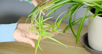 Methods and Precautions for Propagating Araucaria (Easily Master Propagation Techniques, Easier Success in Growth) 2