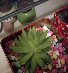 Are succulent plants poisonous? Can they be kept indoors? (Exploring the toxic components of succulents and their suitable growing environment) 3