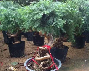Methods and Precautions for Propagating Araucaria (Easily Master Propagation Techniques, Easier Success in Growth) 3