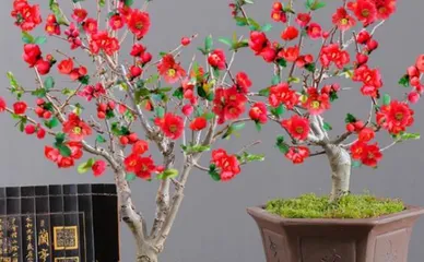 Guide to Indoor Cultivation of Flowering Cherry Blossoms (Decorating Life's Atmosphere with Indoor Flowering Cherry Blossoms)