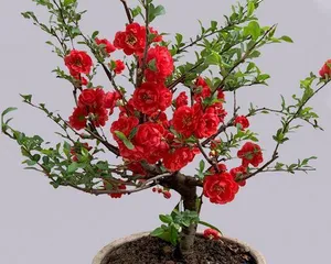 Crabapple Indoor Care Guide (Growing Crabapples Indoors, Decorating Life Atmosphere) 2