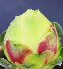 Care Methods for Succulent Rose Cups (Beautiful Succulent Roses, How to Help Them Grow Better?) 1