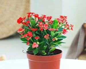 Crabapple Indoor Care Guide (Growing Crabapples Indoors, Decorating Life Atmosphere) 3